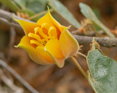 ×chiranthofremontia lenzii