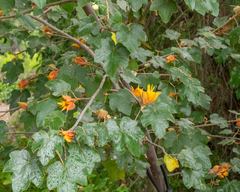 ×chiranthofremontia lenzii
