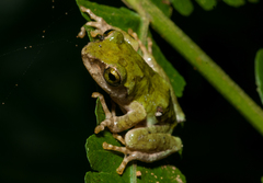 Kurixalus berylliniris
