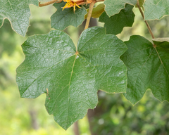 ×chiranthofremontia lenzii