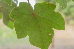 ×chiranthofremontia lenzii