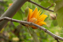 ×chiranthofremontia lenzii