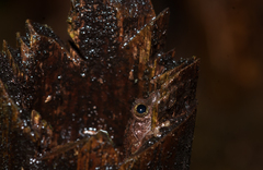 Kurixalus eiffingeri