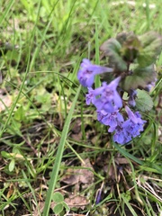 Glechoma hederacea
