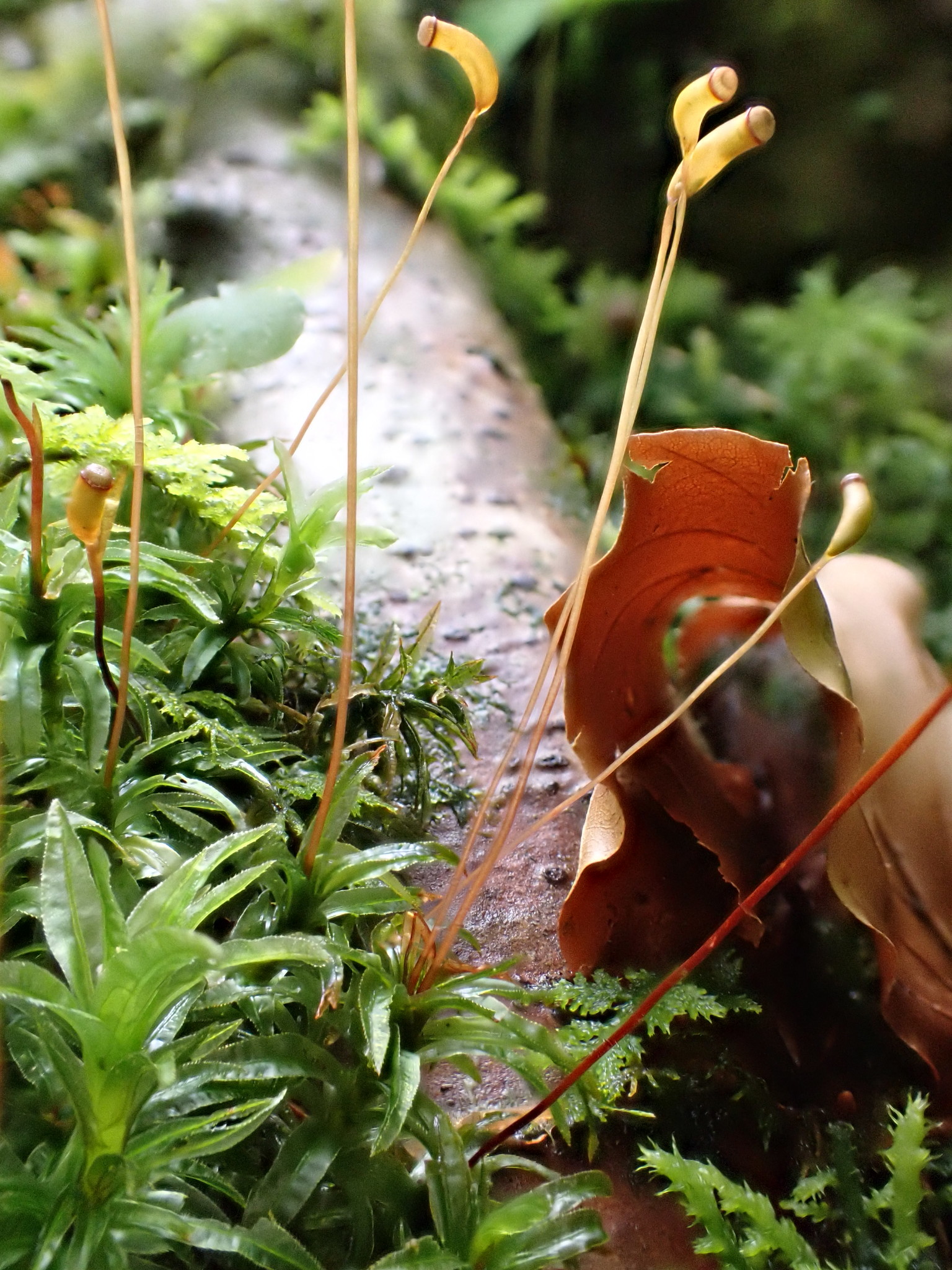 Atrichum flavisetum