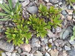 Oenothera rubricaulis