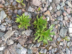 Oenothera rubricaulis