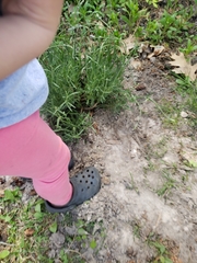 Lavandula angustifolia