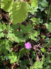 Geranium robertianum