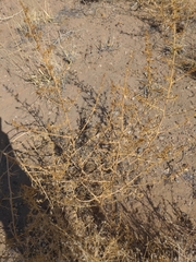 Salsoloideae