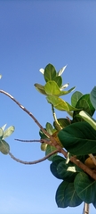 Calotropis procera image