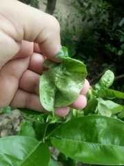 Aphis spiraecola