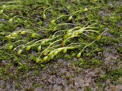 Blindiadelphus recurvatus