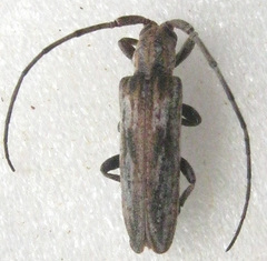 Planodema bimaculata