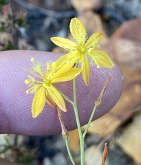 Bulbine favosa