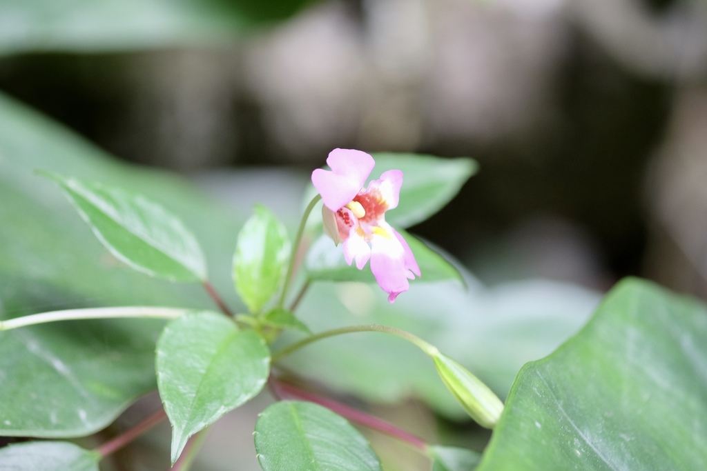 Impatiens bonii
