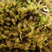 Haller's Feather-Moss - Photo (c) Stefan Gey, some rights reserved (CC BY-NC), uploaded by Stefan Gey