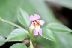 Impatiens bonii