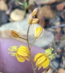 Bulbine favosa