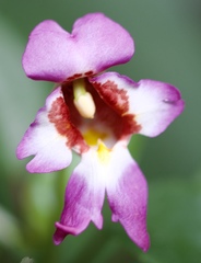 Impatiens bonii