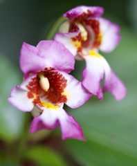 Impatiens bonii
