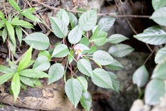 Impatiens bonii
