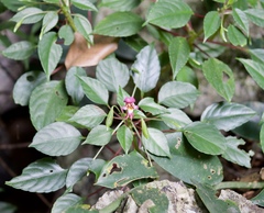 Impatiens bonii