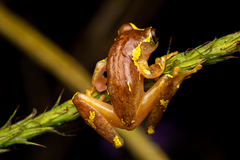 Dendropsophus sarayacuensis