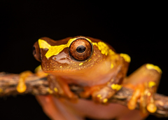 Dendropsophus sarayacuensis