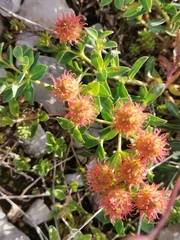 Euphorbia fragifera