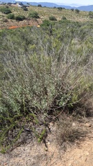 Salvia apiana × clevelandii