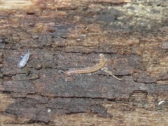 Cleidogonoidea