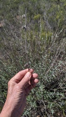 Salvia apiana × clevelandii