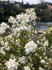 Philadelphus lewisii