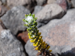 Lasiocephalus ovatus