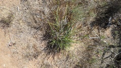Carex triquetra