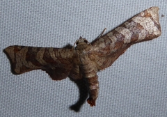 Opula lepida