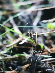 Epiphragma solatrix