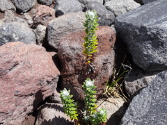 Lasiocephalus ovatus