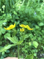 Geum macrophyllum macrophyllum