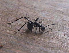 Polyrhachis abdominalis