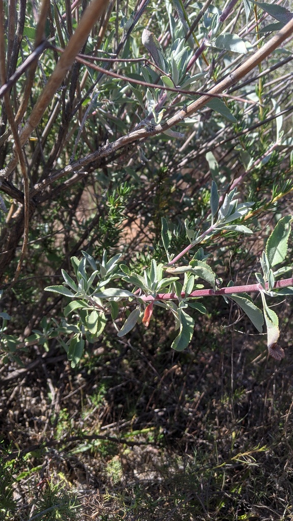 Palmer's Sage