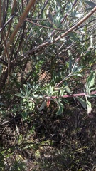 Salvia apiana × clevelandii