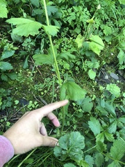 Geum macrophyllum macrophyllum