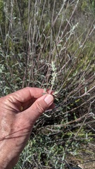 Salvia apiana × clevelandii