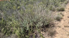 Salvia apiana × clevelandii