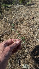 Eriastrum filifolium