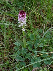 Neotinea ustulata ustulata