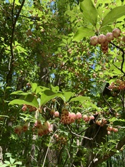 Enkianthus