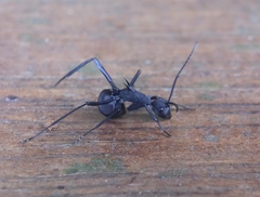 Polyrhachis abdominalis